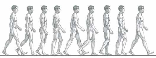 When beginning to study the gait cycle, it s easier to focus on just one leg.