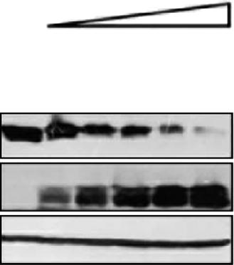As expected, -Wt caused almost complete degradation of ; DNLS-Mt also caused a similar effect, but the DNES-Mt failed to exhibit degradation (Fig. 3b).