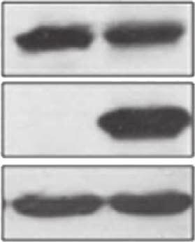 3b), we reasoned that degradation of might be occurring in cytoplasm. To check this possibility, the nuclear (NE) and cytoplasmic (CE) extracts were analysed separately for degradation of.