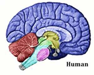Elements of the central nervous system Cerebral