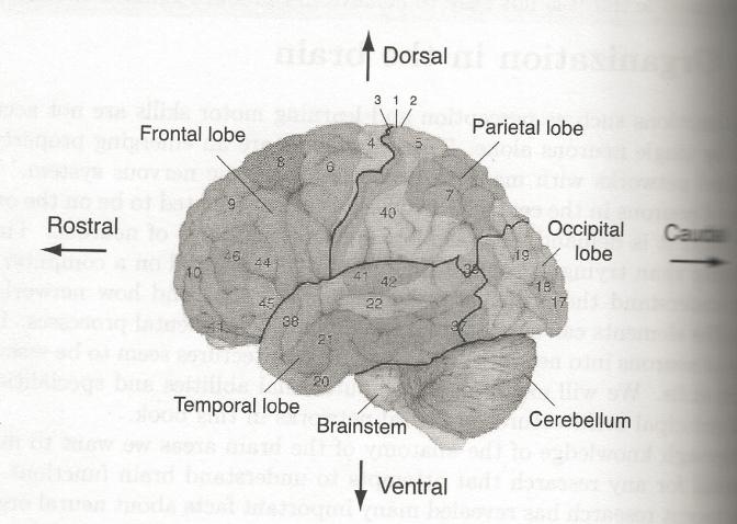 Navigating the cerebral cortex Dorsal (top) vs.