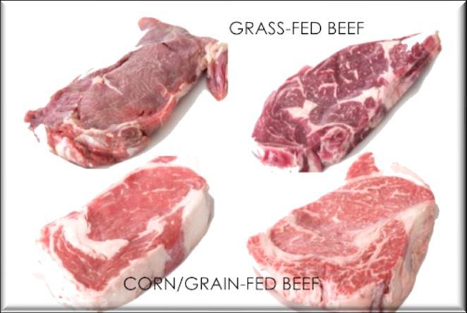 Volatiles Cattle fed forage or Concentrate Meat compared after Pressure-cooking Meat of Grass-fed Animals Green Odour Hexanals Oleic acid (C18:1cis-9) α-linolenic (C18:3n-3) Soapy Odour - Octanals