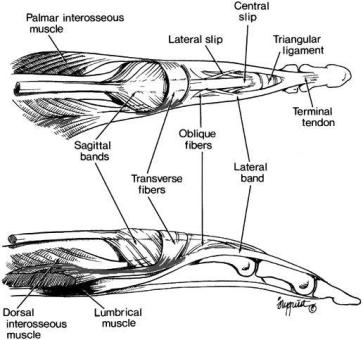 Richard Smith, MD (Intrinsic Article) Message to the Reader: Versatility and power of human hand dependent of the BALANCE of the intrinsics; anatomical axis of the hand coincides with the third