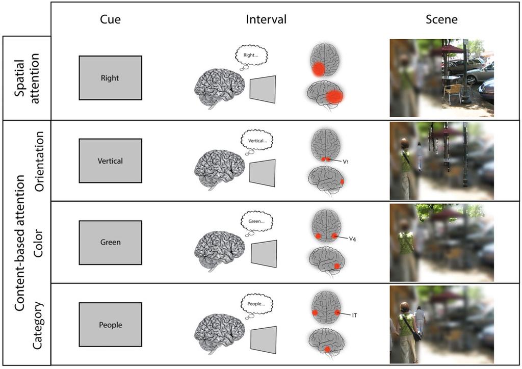 Battistoni et al. Preparatory attention in visual cortex Figure 1. Schematic overview of three stages of attentional selection (from left to right) based on different goals (different rows).