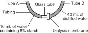 28 The accompanying diagram represents a laboratory setup used by a student during an investigation of diffusion.