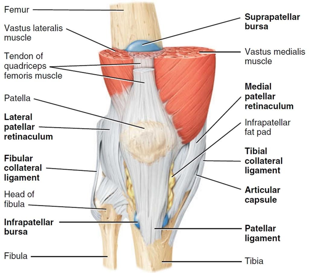 Basic Anatomy of the Knee The knee is a very unique joint in the body because while it is a hinge joint, the kneecap, or patella, is free-floating.