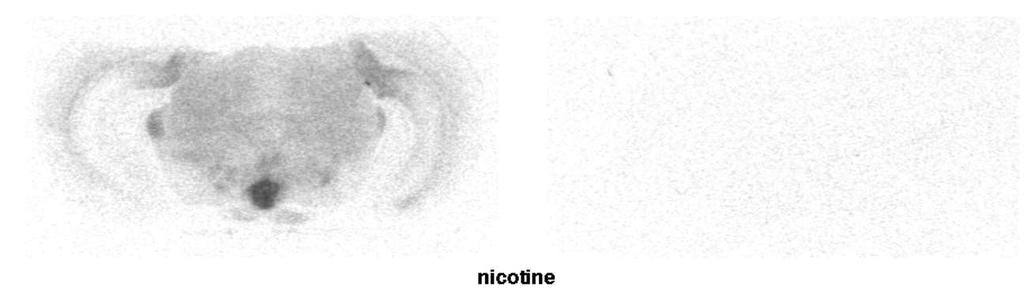 Nicotine binding goes away without the b2*