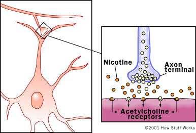 Nicotine binds to receptors for the