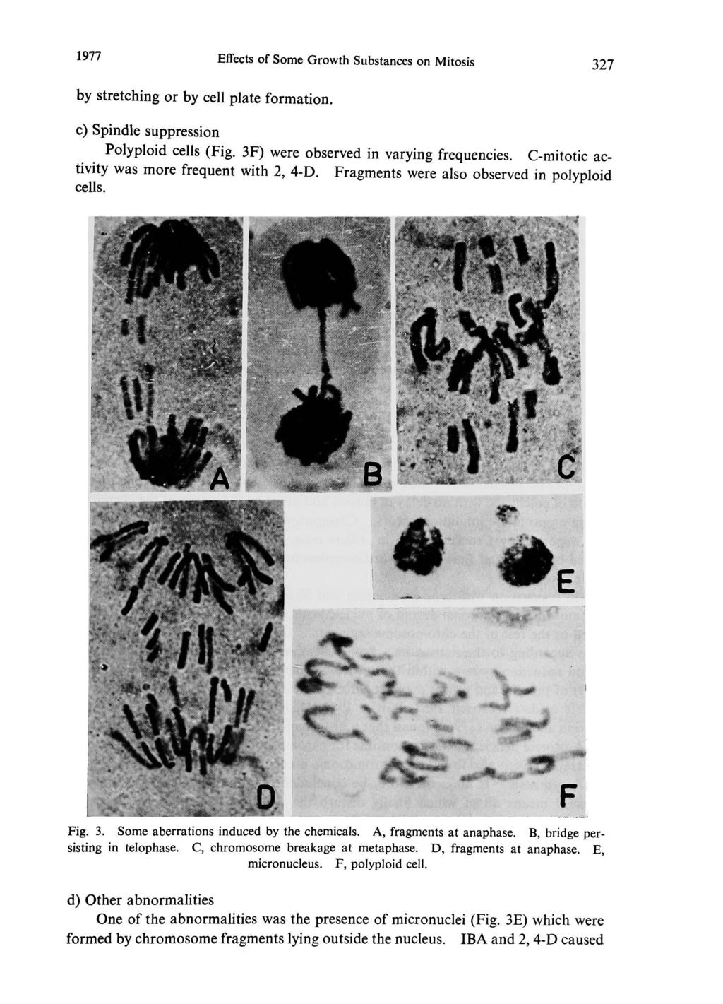 1977 Effects of Some Growth Substances on Mitosis 327 by stretching or by cell plate formation. c) Spindle suppression Polyploid cells (Fig. 3F) were observed in varying frequencies.