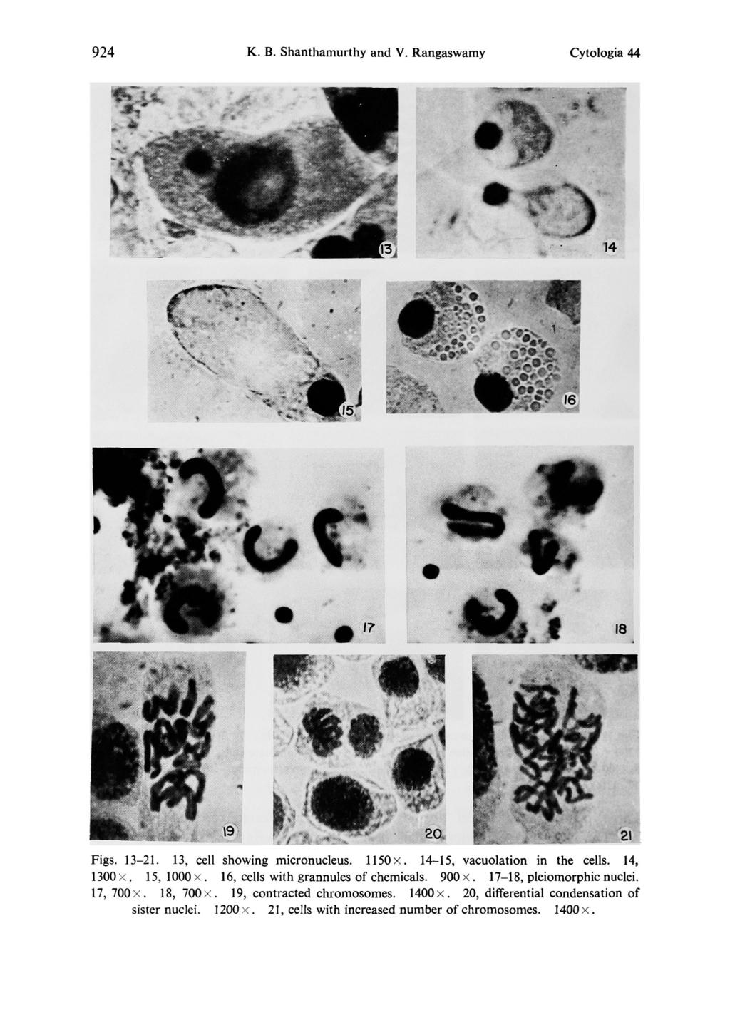 924 K. B. Shanthamurthy and V. Rangaswamy Cytologia 44 Figs. 13-21. 13, cell showing micronucleus. 1150 ~. 14-15, vacuolation in the cells. 14, 1300 ~. 15, 1000 ~.
