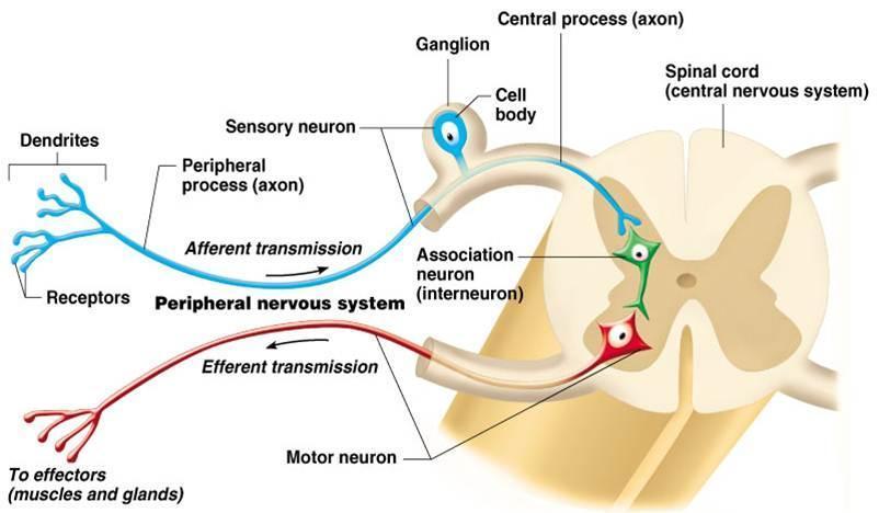 C. Terminology 1. Nuclei = clusters of neuron cell bodies in CNS a. protected by skull and vertebrae 2. Ganglia = small collections of cell bodies in PNS 3.
