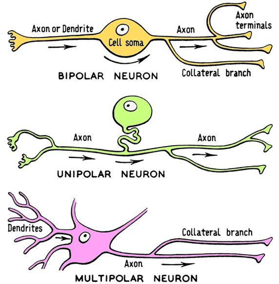 Gray matter = mostly unmyelinated cell bodies & fibers D. Neuron classifications 1. Functional by direction impulse travels a.