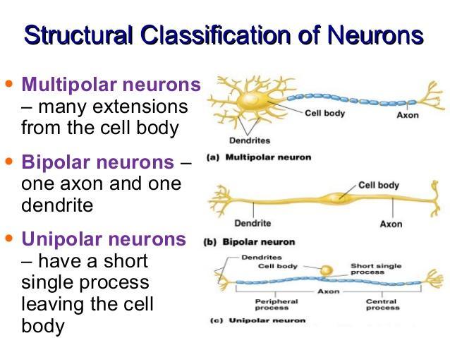 III. Nerve Impulses A. Resting Neurons 1. at rest, neuron plasma membranes are polarized a.