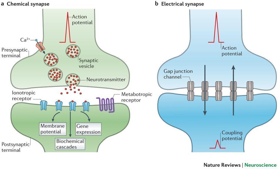 E. Transmission at Synapses 1. Two forms of sending impulse to next neuron a.