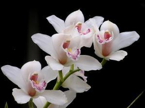 stress, orchid alleles confer more risk for depression and