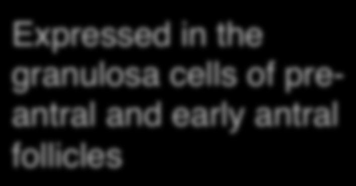 in the granulosa cells
