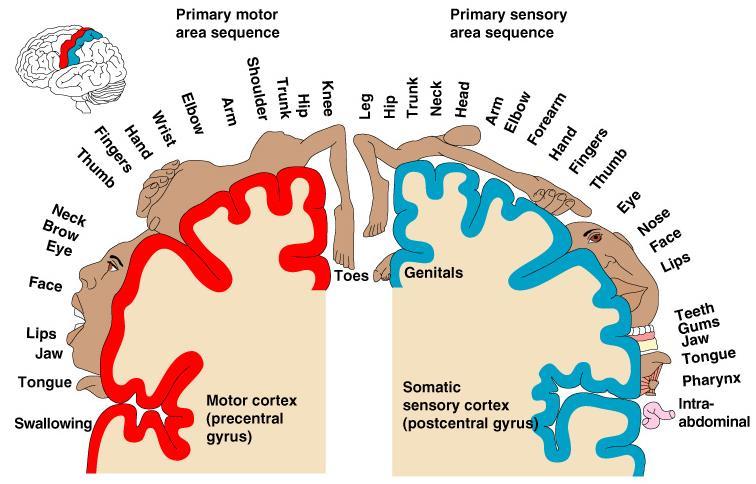 Sensory and Motor Areas of