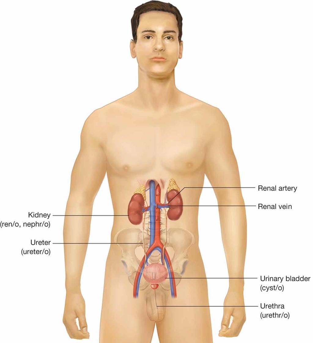 Urinary System Figure