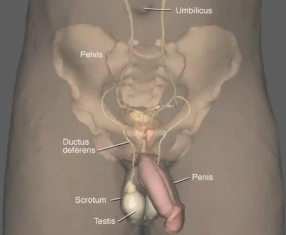 Male Reproductive System Anatomy Click on the image in presentation mode to view the organs from different