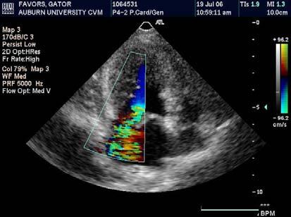 dilation Stretching of the annulus may lead to insufficient mitral and tricuspid valves Left and right atrial enlargement Hypertrophic cardiomyopathy (HCM) in cats Rare in other species Left