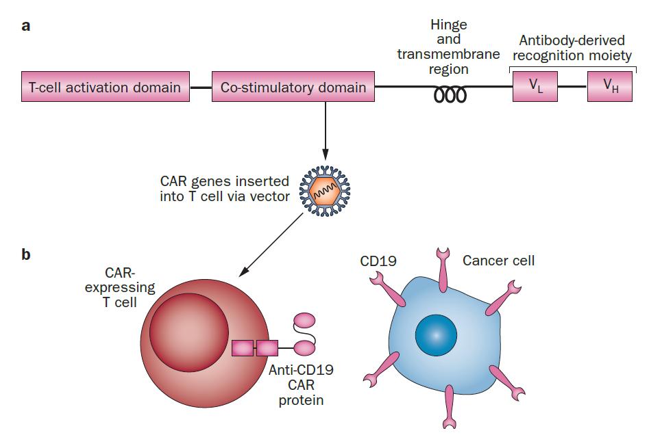 General structure of chimeric antigen receptor (CAR) CAR (chimeric antigen receptor) T-cell