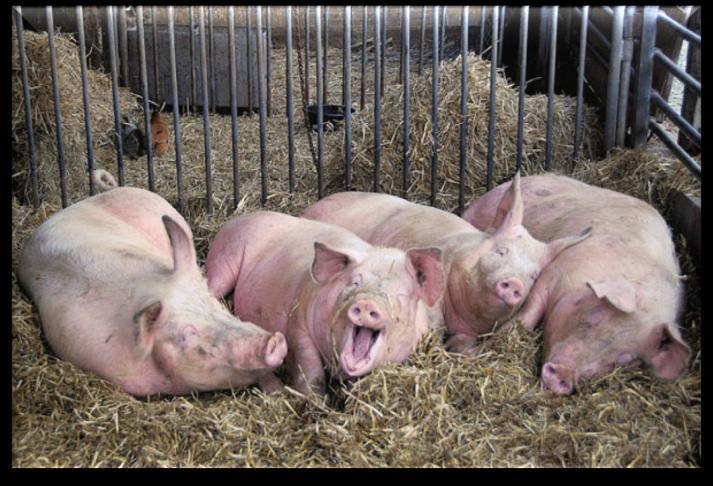 During the sow trial following parameters were measured: Number of litters with Vulvovaginitis Number of weak piglets Number of litter with diarrhea occurrence Mortality rate