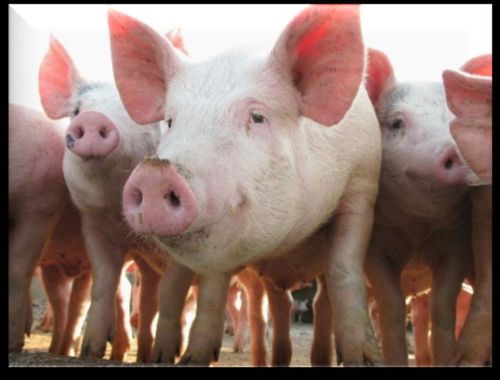 Number of pigs: 213 Age: 5-12 months Body weight: 53-110kg Control group feed: standard pelleted diet