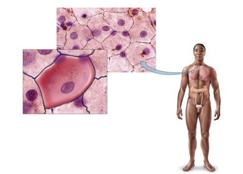For each tissue You need to know the Name Location Function Simple Squamous Epithelium Flattened cells Lining of blood vessels Lining of air sacs (alveoli) in lungs Function Exchange of nutrients,