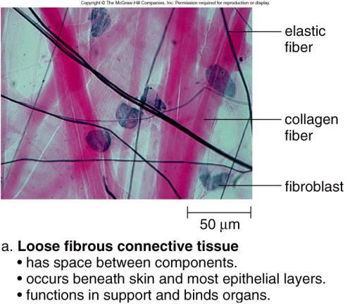 Loose Areolar Connective Tissue Cells Fibroblasts Secrete protein fibers Function Bind and support Cells = fibroblasts 31 Loose Adipose Connective Tissue Loose Adipose Tissue