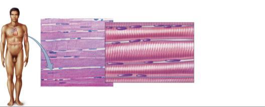 Skeletal Muscle Tissue Cardiac Muscle Tissue Nucleus Striation Width of one muscle cell Skeletal muscle Long cylindrical striated