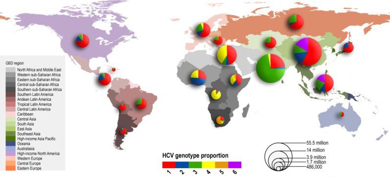 Regional Distribution and Prevalence of Hepatitis C Virus Genotypes 1a 35.7% 1b 37.8% 2 15% 3 6% 4 1% 1a 8-25 % 1b 26-51% 2 10.8% 3 24.8% 4 4.9 % 1a 2.1% 1b 52.8% 2 8.1% 3a 36.3% 4 0.