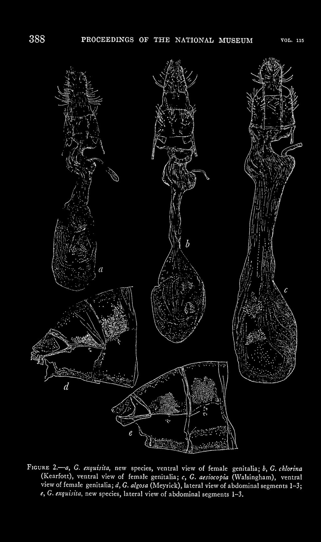 d, G. algosa (Meyrick), lateral view of abdominal segments