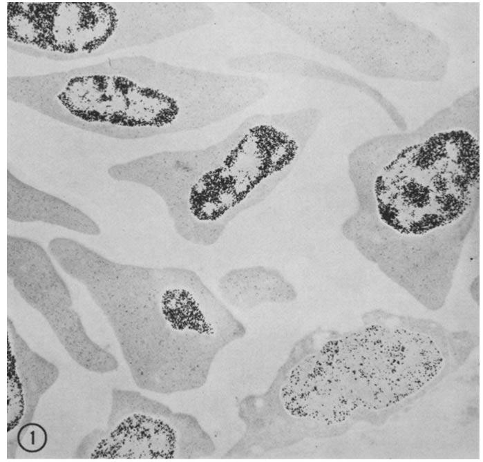 of electron-opaque particles in the nuclei of developing cells and correlated with the brown stain under the light microscope. A preliminary report of these observations has been presented (21).