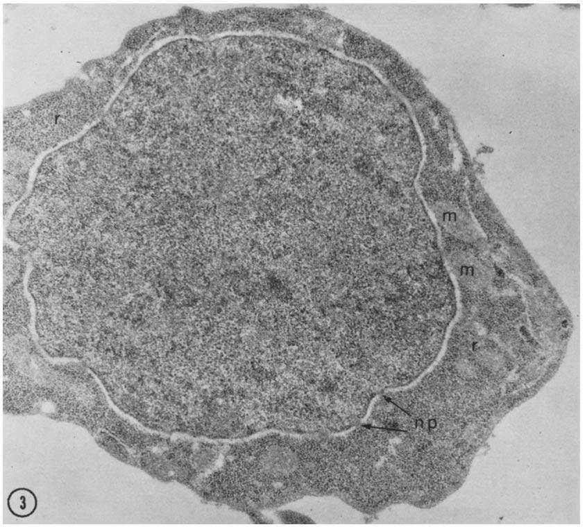 plasmic ribosomes and in the number of mitochondria also serve as criteria for identification of cell stages. All subsequent micrographs are of cells treated with uranyl and lead ions after the ASR.