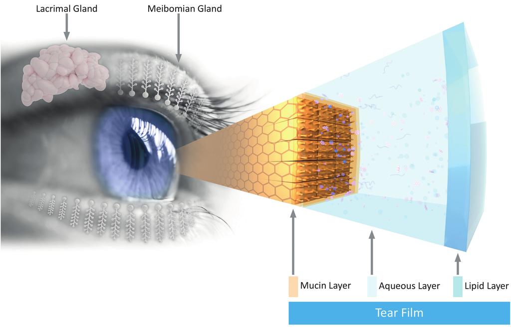 Figure 1: Proposed model of the human tear film with glands (not to scale).