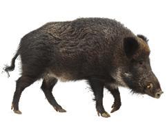 Attestation of the CVO (Weekly updated) Belgium currently still has a free status for domestic and wild pigs kept in captivity.