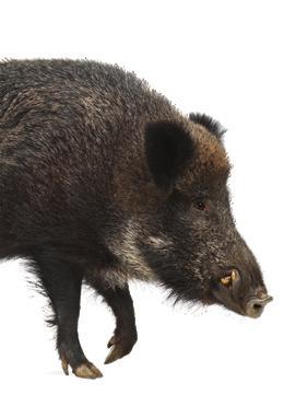 MEASURES TAKEN African swine fever is limited to wild boars in a small area of the southern part of Belgium (no outbreaks in domestic swine), and the necessary and preventive measures are taken to