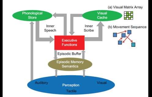 Figure 1.4. Multi-Component Model of Working Memory as suggested by Logie (2011). These two models will be looked at in more detail during study 2 and study 4 of the current doctoral thesis.