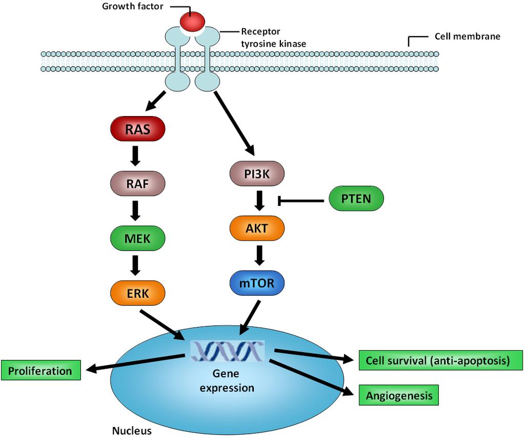 MEK inhibition causes upregulation of HER-2 and HER-3 in KRASm tumors Pan-HER inhibitor Upregulation expression and activity of HER-2