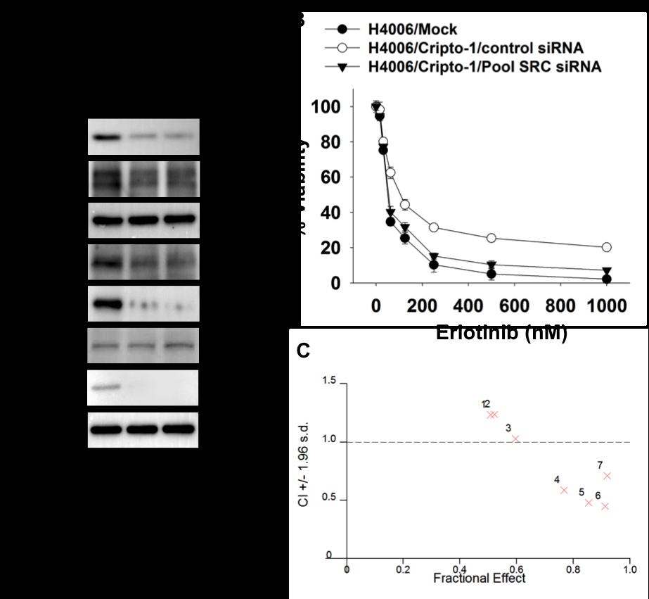 Supplementary Figure 7. Cripto-1-induced EGFR-TKI resistance is SRC dependent. (A) Western blot analysis of HCC4006/Cripto-1 cells 72 hrs after SRC sirna transfection.