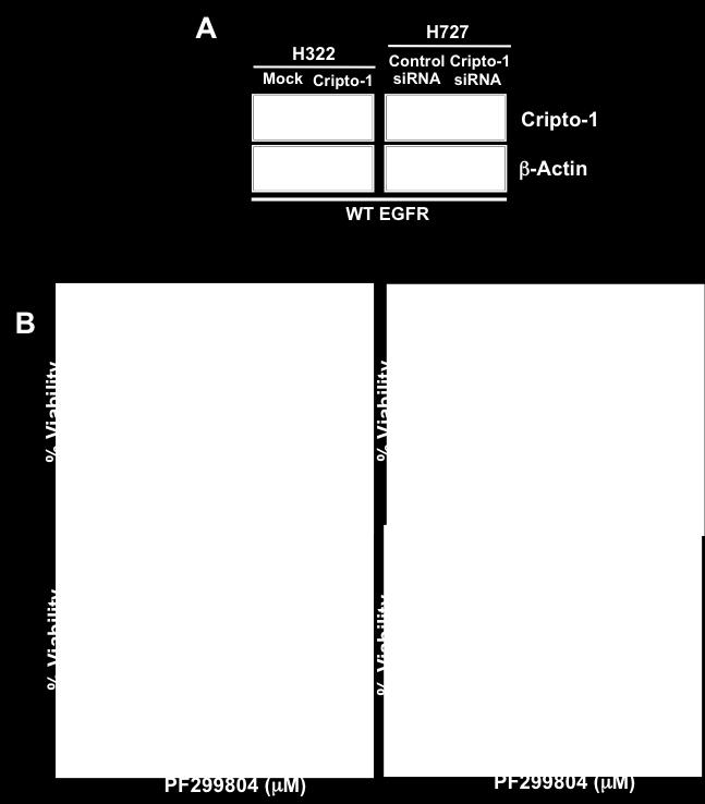 (A) Western blot analysis of Cripto-1 expression in Cripto-1 and Cripto-1 sirna