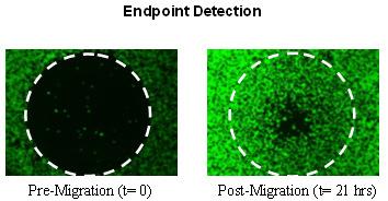 Sample Data Figure 2: Oris Cell Migration Analysis - Endpoint and Kinetic Detection: Wells were seeded with 50,000 HT-1080 cells. Cells adhered after 4 hours and the Oris stoppers were removed.