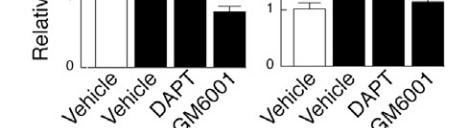 downstream gene mrna expression in HUVECs retrovirally transduced with PGC 1α.