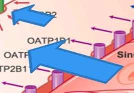mechanism Slight decrease in OATP1 activity in cirrhotic rats and Significant