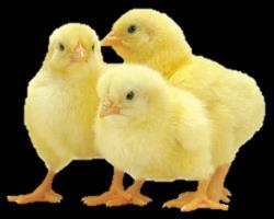 High quality meat http://www.kibopoultry.