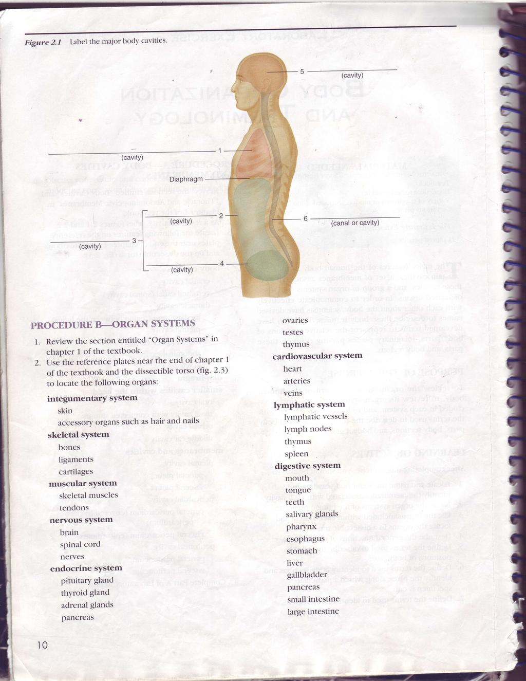 Figure 2.1 Label the major body cavities' (cavity (cavity Diaphragm (cavity (canalor c.avity '{ (cavity (cavity PROCEDRE B.4RGA]T SYSTEMS 1.