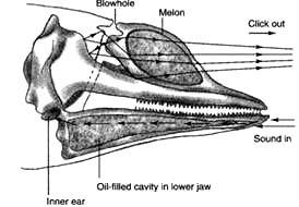 no baleen skull generally asymmetrical around