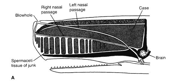 1. waxy liquid Spermaceti A. buoyancy regulation and/or echolocation Monodontidae--Narwhal and beluga [2,2] 1. Narwhal A. Males: spirally grooved tusk. B. C.