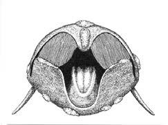 Sei Balaenopteridae (2, 6) 1. Balaenoptera acutorostrata [minke]: 8-10 m, up to 9000 kg.