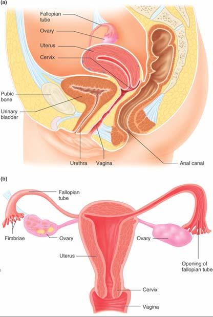 A spermatozoan ejaculated into the female reproductive tract must move through the cervix and uterus before it can fertilize an ovulated egg